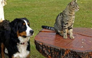 Bernhardiner mit Katze